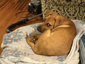 Rescue Hound Dogs for Adoption in Mount Pleasant, South Carolina - Hank | PetCurious