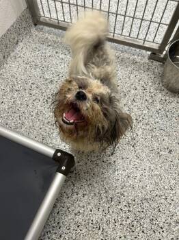 Gary -  Maltese Dog for Adoption in Clarksville, Tennessee - Gary | PetCurious