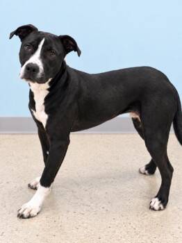Bella -  Terrier Dog for Adoption in Gulfport, Mississippi - Bella | PetCurious