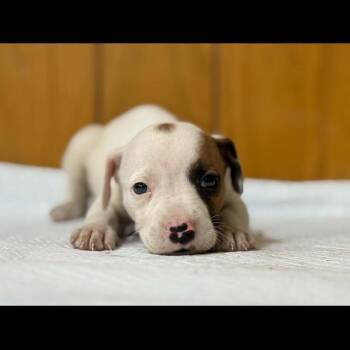 Danny Tanner -  Chihuahua and Mixed Breed Dog for Adoption in Pinellas Park, Florida - Danny Tanner | PetCurious