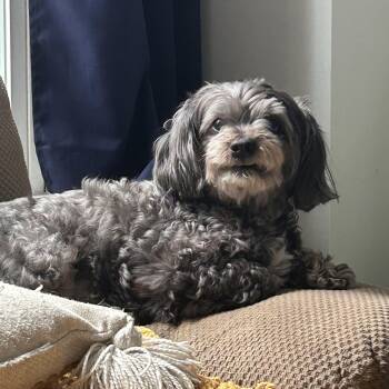 Yorkie Poo Dogs Available for Adoption in Richmond Hill, Ontario - Paulie | PetCurious