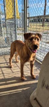 Honey Bee -  Terrier and Mixed Breed Dog for Adoption in Brownwood, Texas - Honey Bee | PetCurious