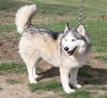 Husky Dogs Available for Adoption - Mishka (Photos 3/16/2026) | PetCurious