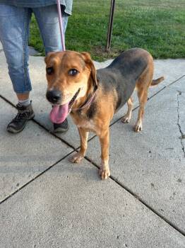 Rescue Shepherd Dogs for Adoption in Marion, Ohio - Pebbles | PetCurious