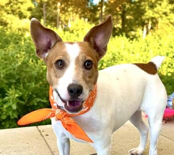 Rescue Jack Russell Terrier Dogs for Adoption in Perry, Iowa - Roscoe | PetCurious