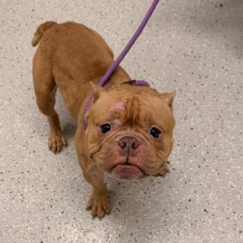 Helga -  English Bulldog and Mixed Breed Dog for Adoption in Indianapolis, Indiana - Helga | PetCurious