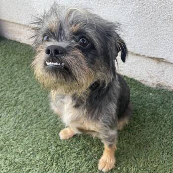 Brussels Griffon Dogs Available for Adoption in Hawthorne, California - Drew | PetCurious