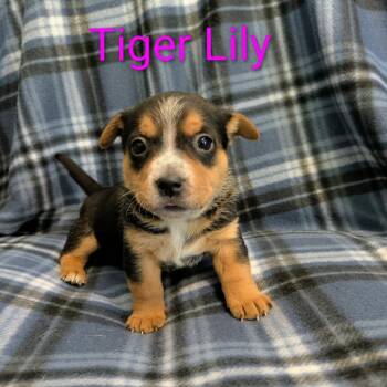 Tiger Lily -  Cattle Dog Dog for Adoption in Hope Mills, North Carolina - Tiger Lily | PetCurious