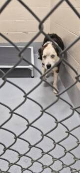 Pit Bull Terrier Dogs Available for Adoption in Lawrenceville, Georgia - Pen 133d 