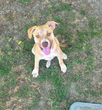 Pit Bull Terrier and Shepherd Dogs Available for Adoption in Visalia, California - Demi | PetCurious