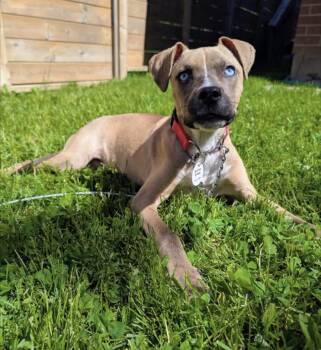 Edamame -  Mixed Breed Dog for Adoption in Newmarket, Ontario - Edamame | PetCurious