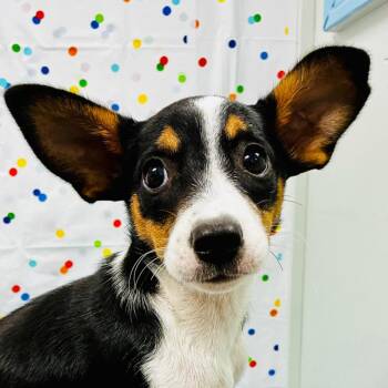 Louise -  Rat Terrier and Cattle Dog Dog for Adoption in Lebanon, Missouri - Louise | PetCurious