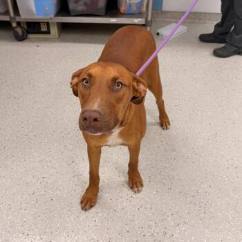 Ben -  Pit Bull Terrier Dog for Adoption in Indianapolis, Indiana - Ben | PetCurious