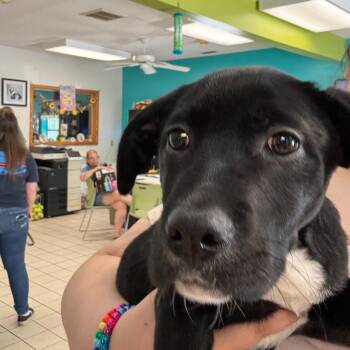 Laney -  Mixed Breed Dog for Adoption in Charleston, West Virginia - Laney | PetCurious