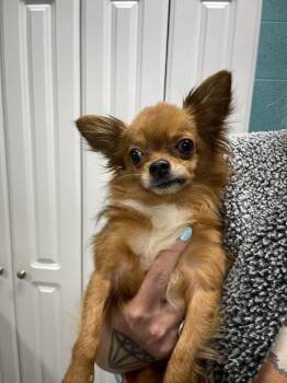 Chihuahua Dogs Available for Adoption in Chattanooga, Tennessee - Bear | PetCurious