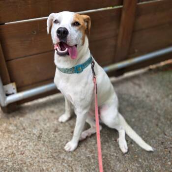 Leilani -  Labrador Retriever and Boxer Dog for Adoption in Chattanooga, Tennessee - Leilani | PetCurious