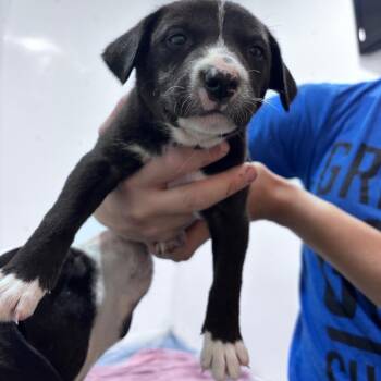 Raven -  Mixed Breed Dog for Adoption in Bismarck, North Dakota - Raven | PetCurious
