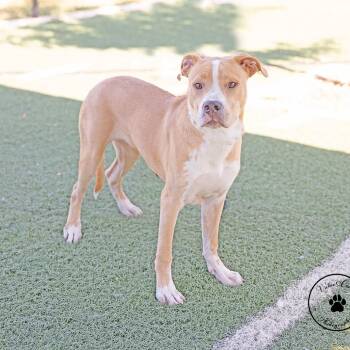 Cream Pie -  English Bulldog and Mixed Breed Dog for Adoption in Abilene, Texas - Cream Pie | PetCurious