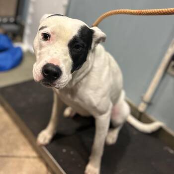 Lee -  Mixed Breed Dog for Adoption in Chattanooga, Tennessee - Lee | PetCurious