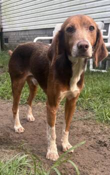 Sounders -  Hound Dog for Adoption in Mount Pleasant, South Carolina - Sounders | PetCurious