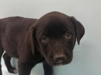 Autumn -  Mixed Breed Dog for Adoption in Woodbury, Minnesota - Autumn | PetCurious