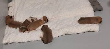 Terrier Dogs Available for Adoption - Ally Puppy 1(Bee