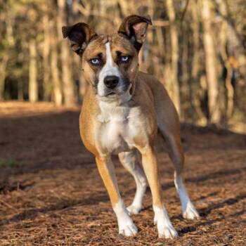 Juni (HW+)12-1228 -  Husky and Cardigan Welsh Corgi Dog for Adoption in Covington, Georgia - Juni (HW+)12-1228 | PetCurious