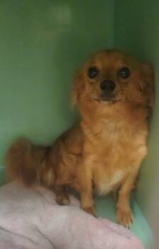 Queenie -  Chihuahua Dog for Adoption in Durango, Colorado - Queenie | PetCurious