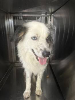 SHURI -  Mixed Breed Dog for Adoption in Dallas, Texas - SHURI | PetCurious