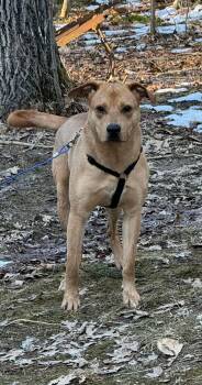 Rescue Mixed Breed Dogs for Adoption in Vassalboro, Maine - Topaz | PetCurious