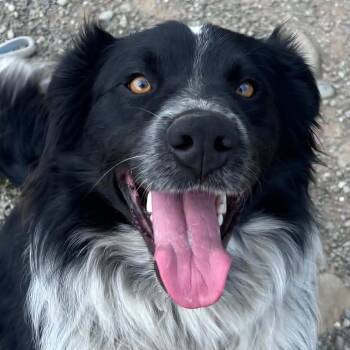 Dawson -  Border Collie Dog for Adoption in Tioga, Pennsylvania - Dawson | PetCurious