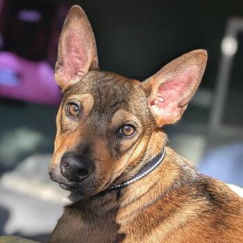 Jolene -  Australian Cattle Dog Blue Heeler and Boston Terrier Dog for Adoption in Krum, Texas - Jolene | PetCurious