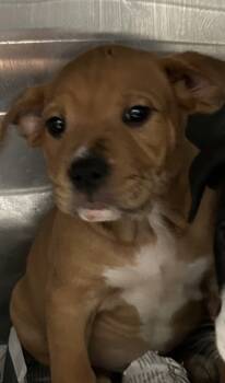 Rescue Pit Bull Terrier and Mixed Breed Dogs for Adoption in Spartanburg, South Carolina - Jefferson | PetCurious