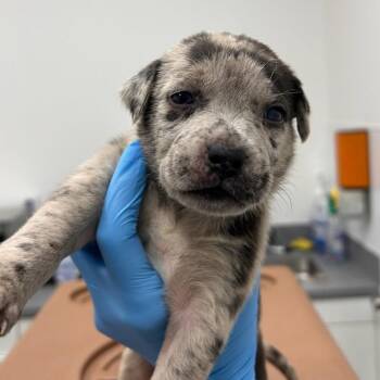 Mixed Breed Dogs Available for Adoption in Bentonville, Arkansas - Monkey | PetCurious