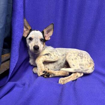 Jessie P46587 -  Australian Cattle Dog Blue Heeler and Mixed Breed Dog for Adoption in Corsicana, Texas - Jessie P46587 | PetCurious