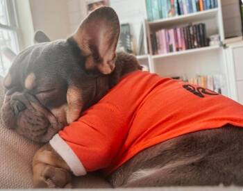 French Bulldog Dogs Available for Adoption in Lacona, New York - Loki | PetCurious