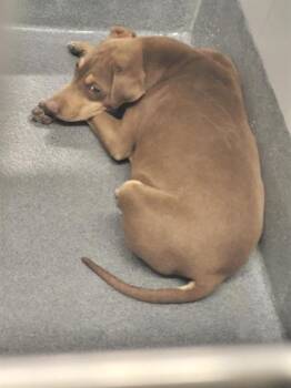 American Staffordshire Terrier Dogs Available for Adoption - SPARTACUS | PetCurious