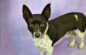 Dachshund and Mixed Breed Dogs Available for Adoption in Fort Lauderdale, Florida - OREO | PetCurious