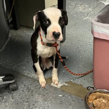 Pit Bull Terrier and Mixed Breed Dogs Available for Adoption - Anya | PetCurious