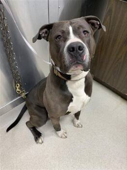 Pit Bull Terrier Dogs Available for Adoption in Fairbanks, Alaska - THOR | PetCurious