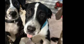 Phoebe -  Mixed Breed Dog for Adoption in Papillion, Nebraska - Phoebe | PetCurious