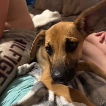 Dutch -  German Shepherd Dog Dog for Adoption in West Plains, Missouri - Dutch | PetCurious