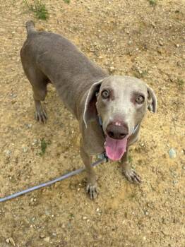 Petunia -  Weimaraner Dog for Adoption in Chillicothe, Ohio - Petunia | PetCurious