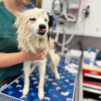 Vandal -  Papillon Dog for Adoption in Chico, California - Vandal | PetCurious