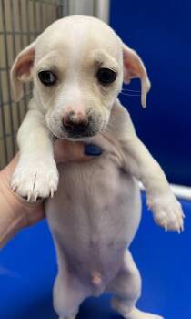 Rowan -  Chihuahua and West Highland White Terrier Westie Dog for Adoption in Richland Hills, Texas - Rowan | PetCurious