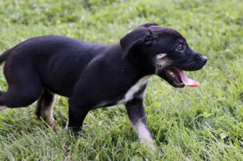 Sheldon Cooper -  Mixed Breed Dog for Adoption in Kansas City, Missouri - Sheldon Cooper | PetCurious