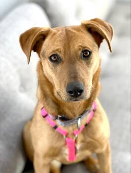 Shepherd and Mixed Breed Dogs Available for Adoption in Savage, Minnesota - Belinda | PetCurious