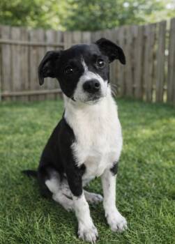 Jack Russell Terrier and Wirehaired Terrier Dogs Available for Adoption - Panda | PetCurious
