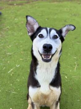 Siberian Husky and German Shepherd Dog Dogs Available for Adoption in Sugar Land, Texas - HERMOSA | PetCurious