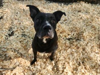 Rescue Labrador Retriever Dogs for Adoption in Troy, Alabama - Jessee | PetCurious